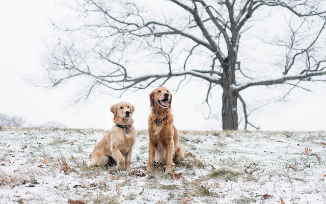 Wallpaper with dogs at winter time