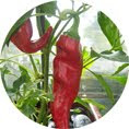 Chillies