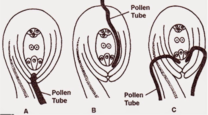 Jalan Buluh Serbuk Sari Menuju Bakal Biji Info Pendidikan Dan Biologi