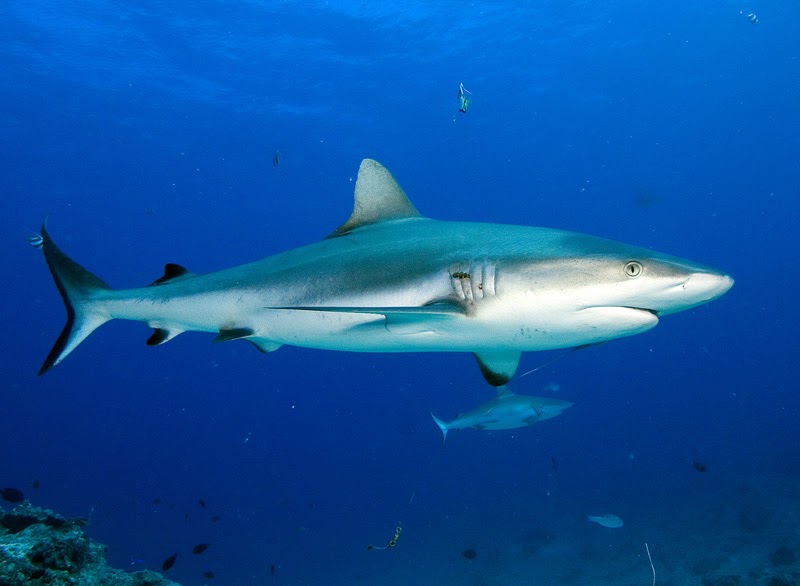 Animals of the world Grey reef shark