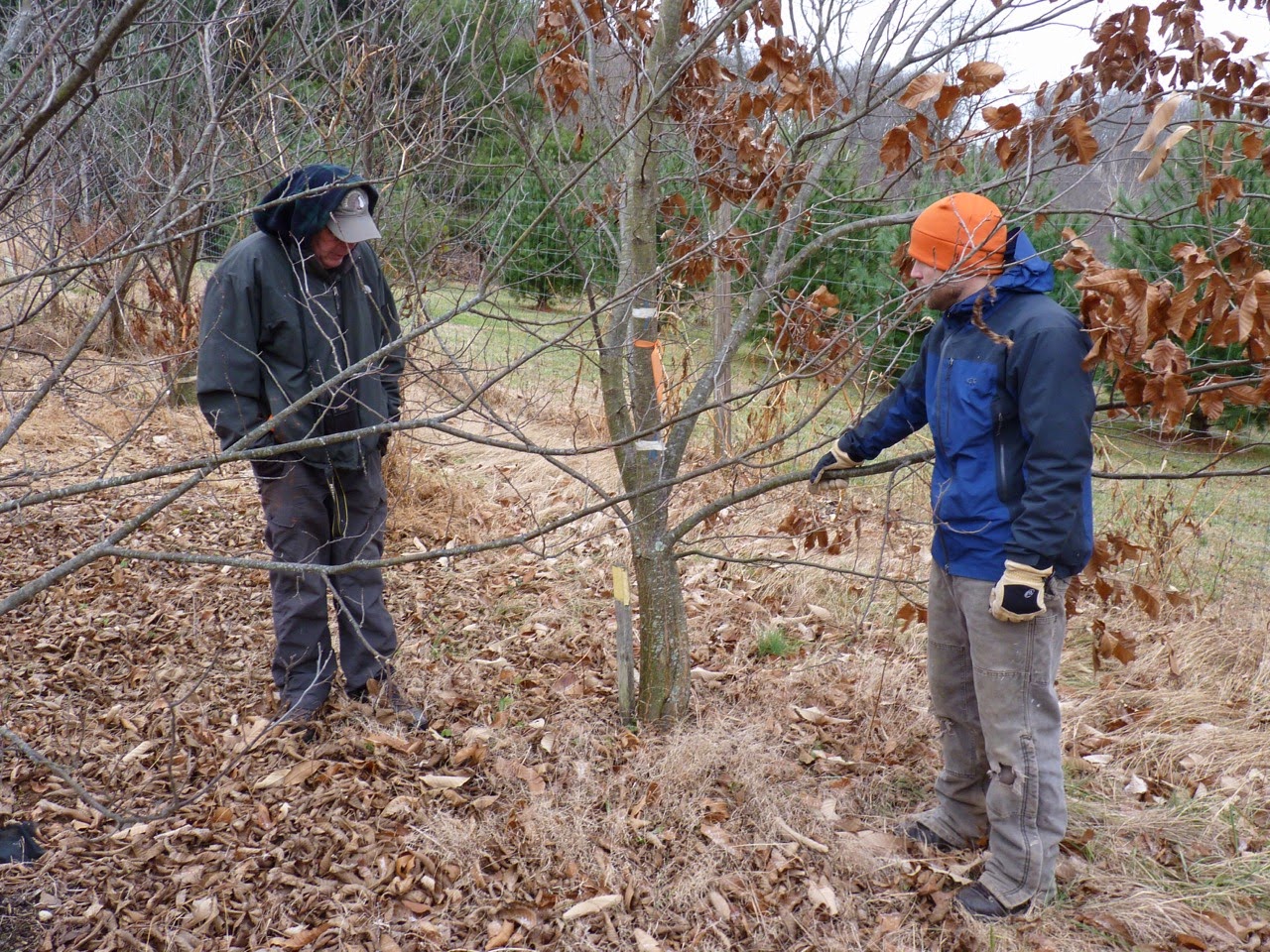 Proper inoculation of trees Proper inoculation of trees