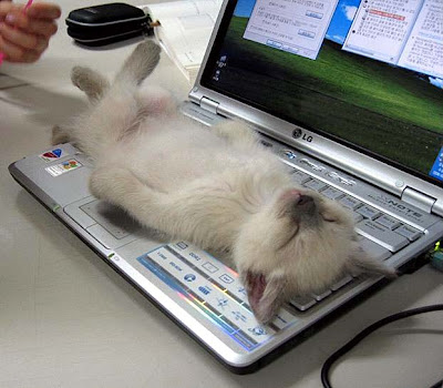 Funny Cat Pictures