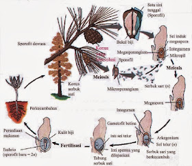 Siklus Hidup Tumbuhan Pinus