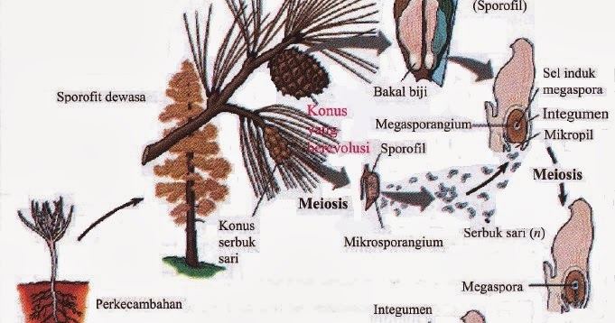 Tumbuhan Berbiji Terbuka Galeri Pustaka