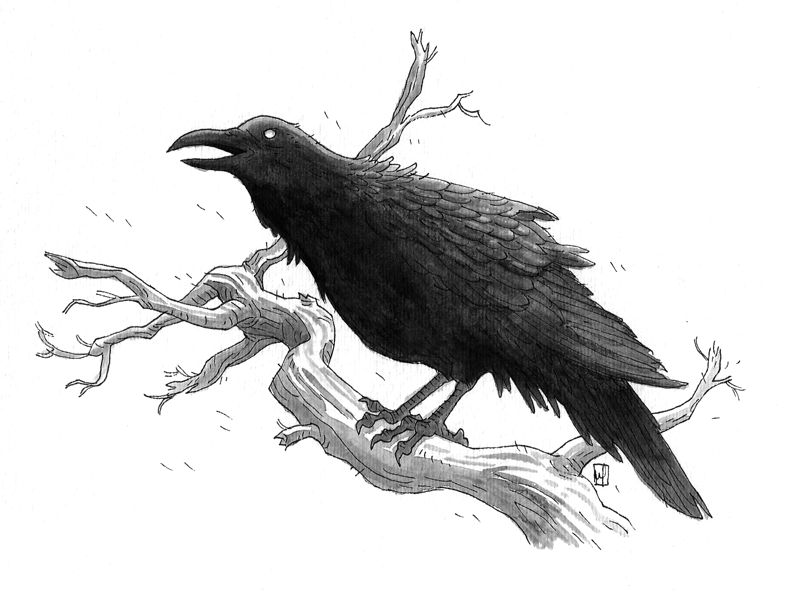 Crow Draw