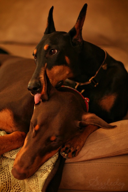 can dogs run fevers fever in dogs many can dogs run fevers fever in dogs many