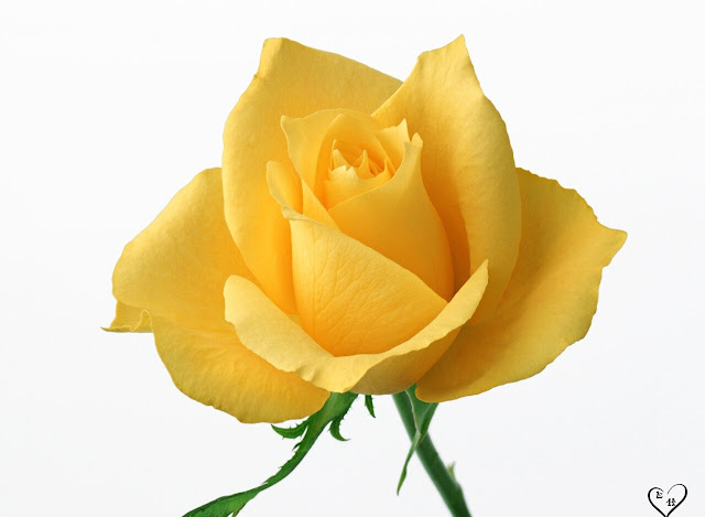 Yellow Roses Pictures