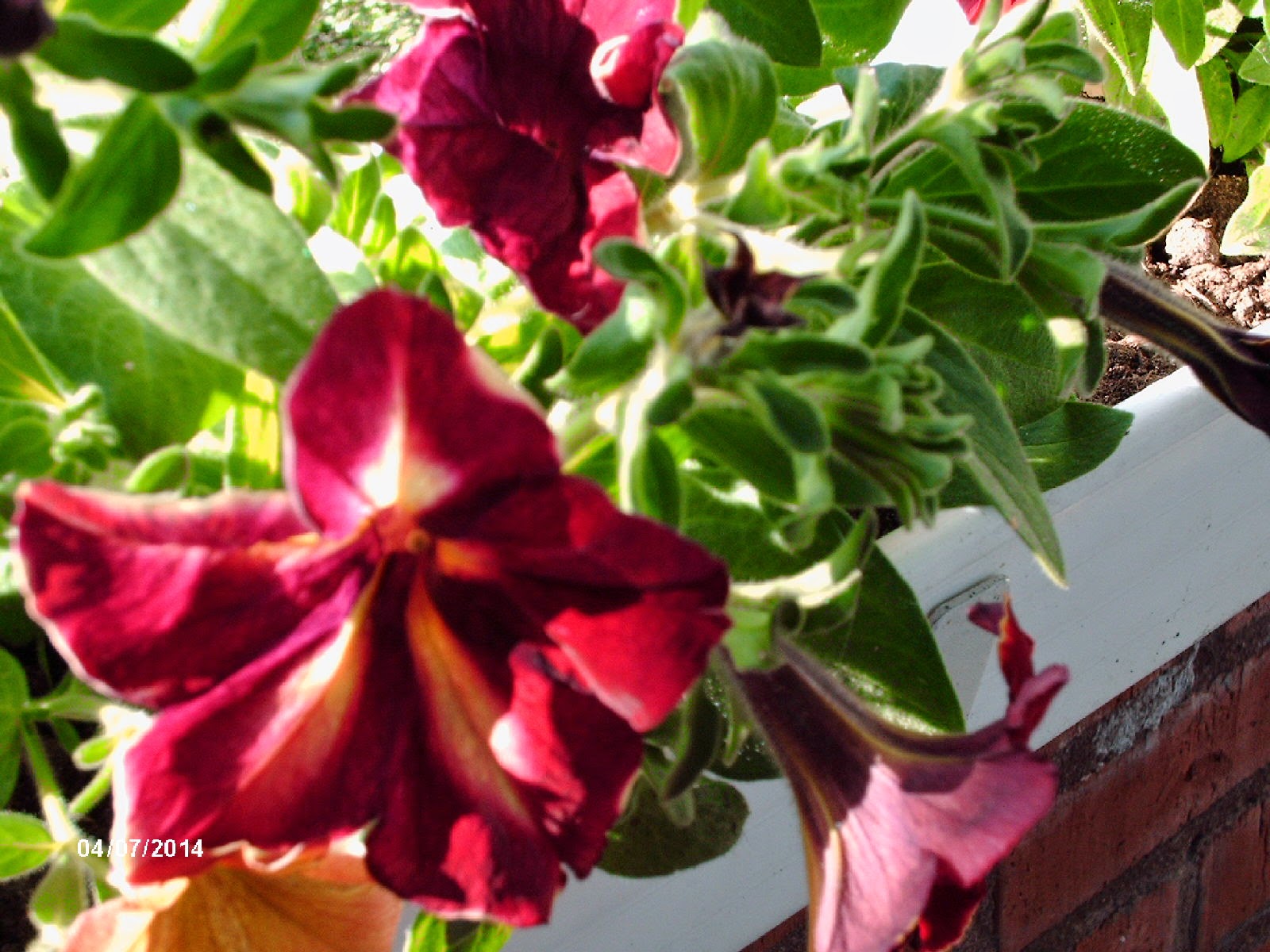 Kukka Flower growing