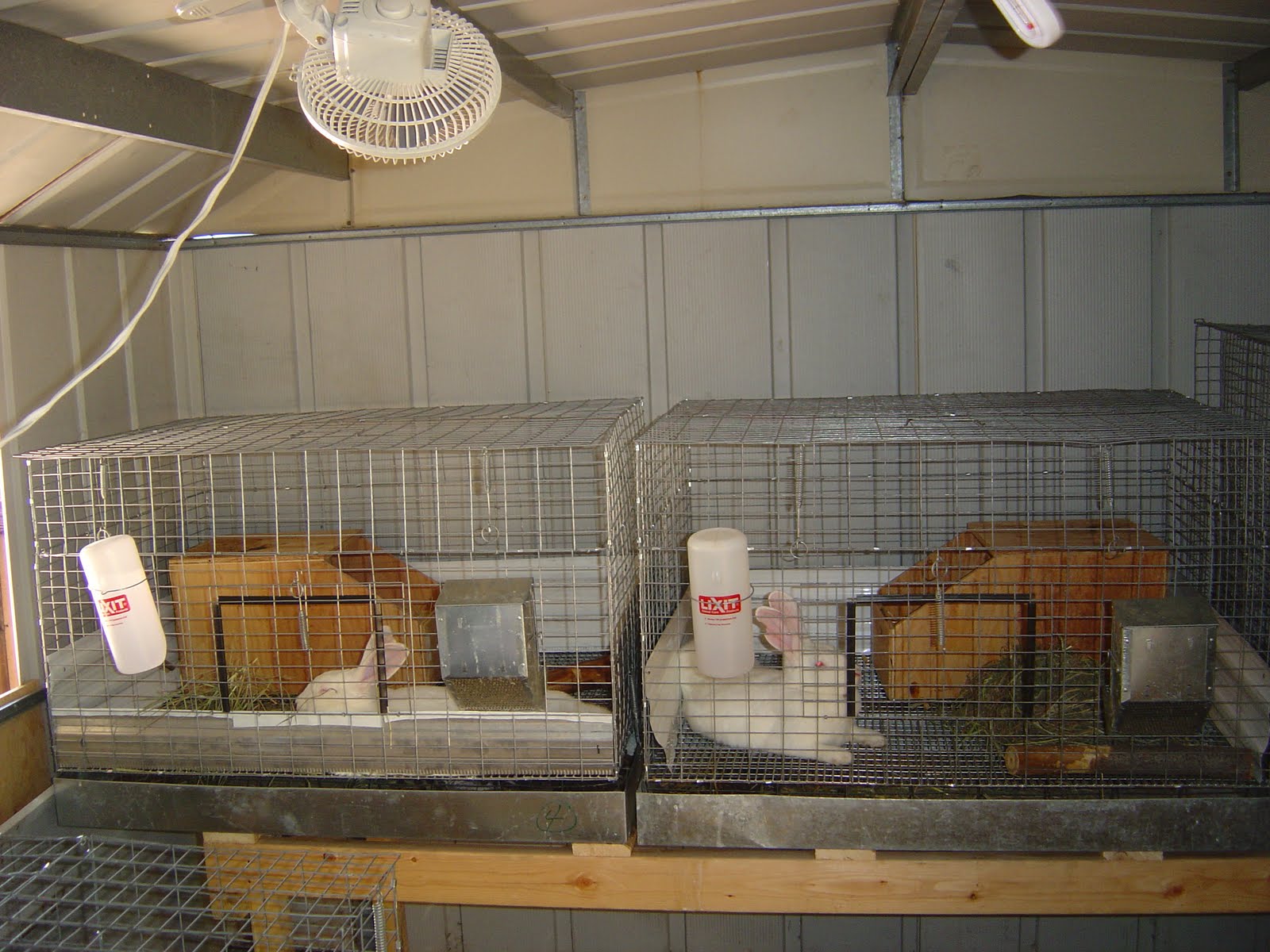 WildernesFamily Meat Rabbit setup and more