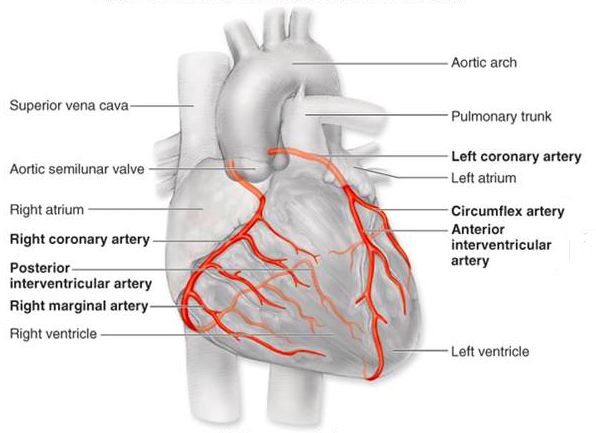 coronary artery pictures