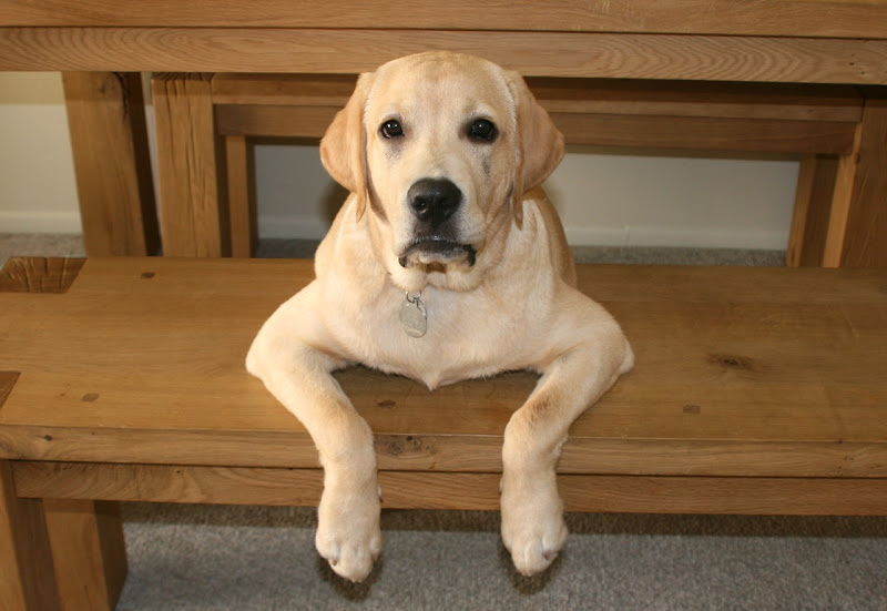 Bench Labrador paws