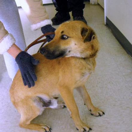 pug and golden retriever mix lizardmarsh roanoke rapids nc kill only pound pug mix pb golden retriever pug and golden retriever mix lizardmarsh roanoke rapids nc kill only pound pug mix pb golden retriever