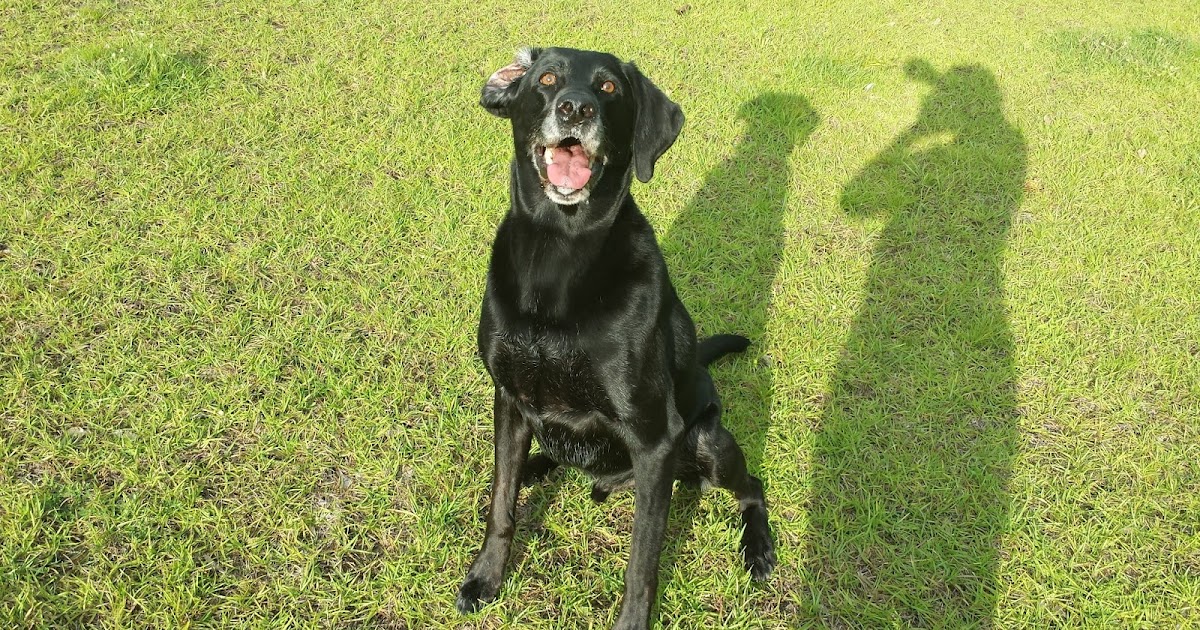 Trained Duck Dogs For Sale In Louisiana Trained Duck Dogs For Sale In Louisiana