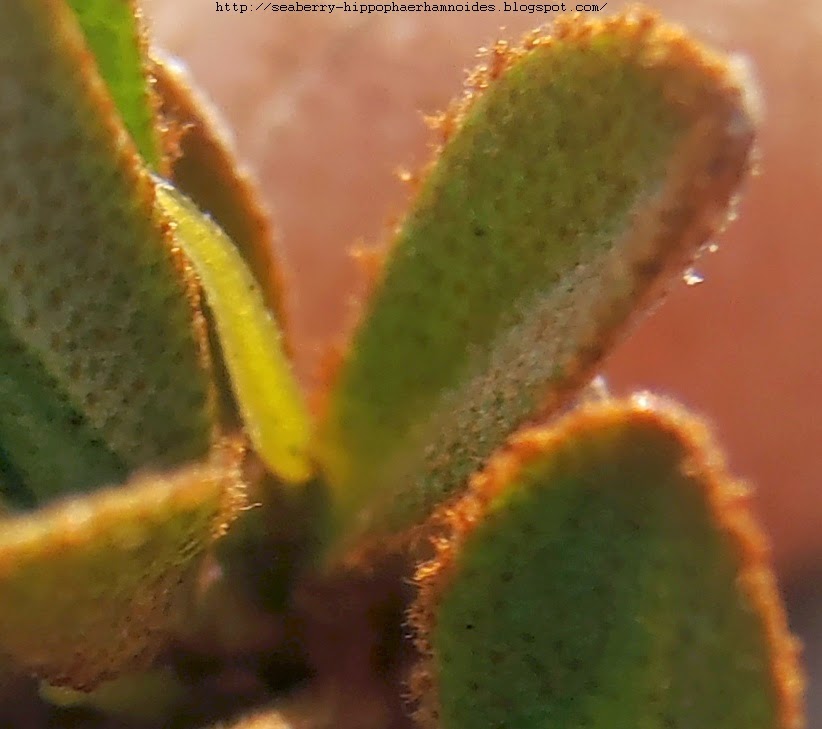 [SEABUCKTHORN%2BFEMALE%2BBLOSSOM%2BJIOVI%2BCLOSEUP%2B2]