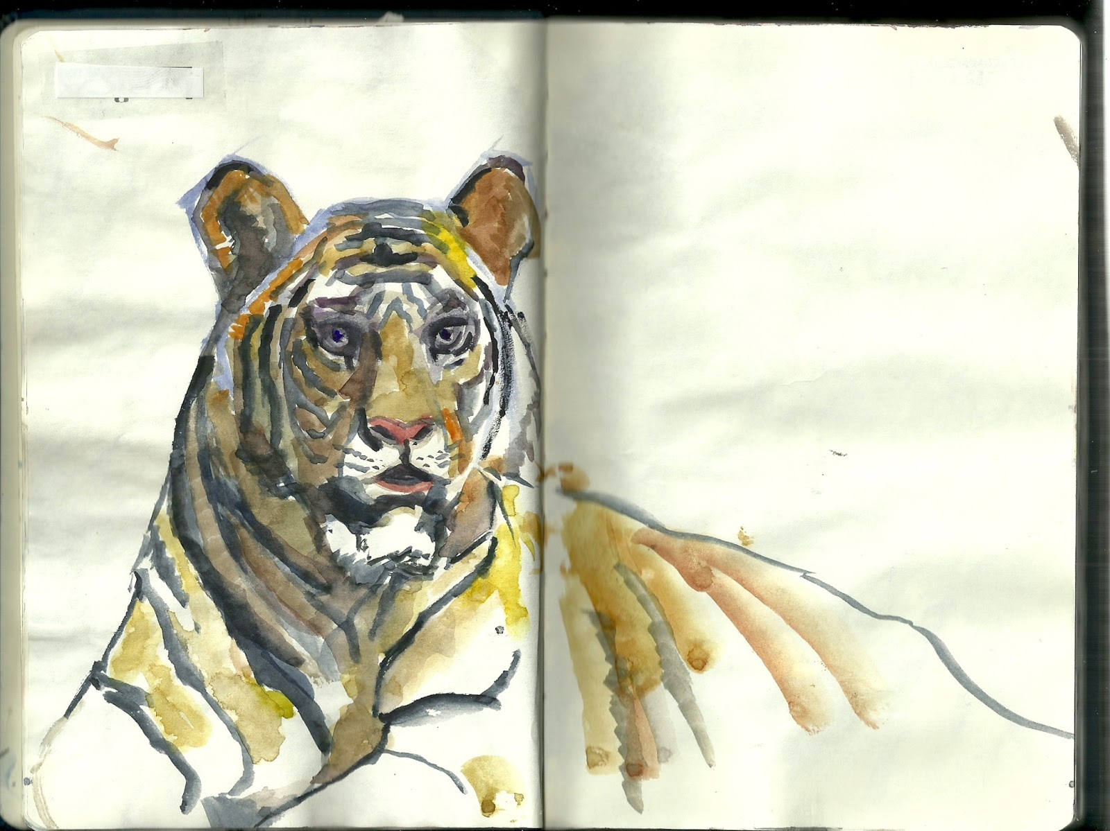 Tigre de Bengala Tigre de Bengala