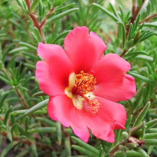 Manfaat dan Khasiat Portulaka (Portulaca Grandiflora Hook) Tanaman Portulaka adalah tanaman bunga dikotil Manfaat dan Khasiat Portulaka (Portulaca Grandiflora Hook)