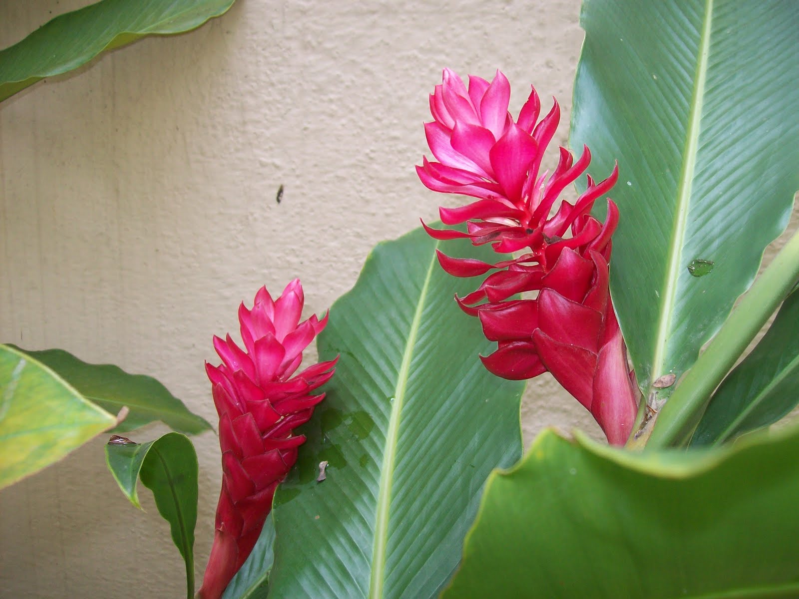 flowers for flower lovers. Red ginger flowers pictures. ALPINIA