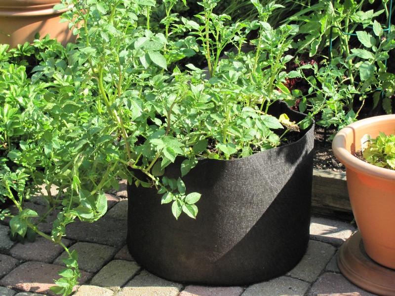 Grow It Eat It: Pat's 792-square foot garden