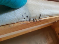 Bed bug eggs.