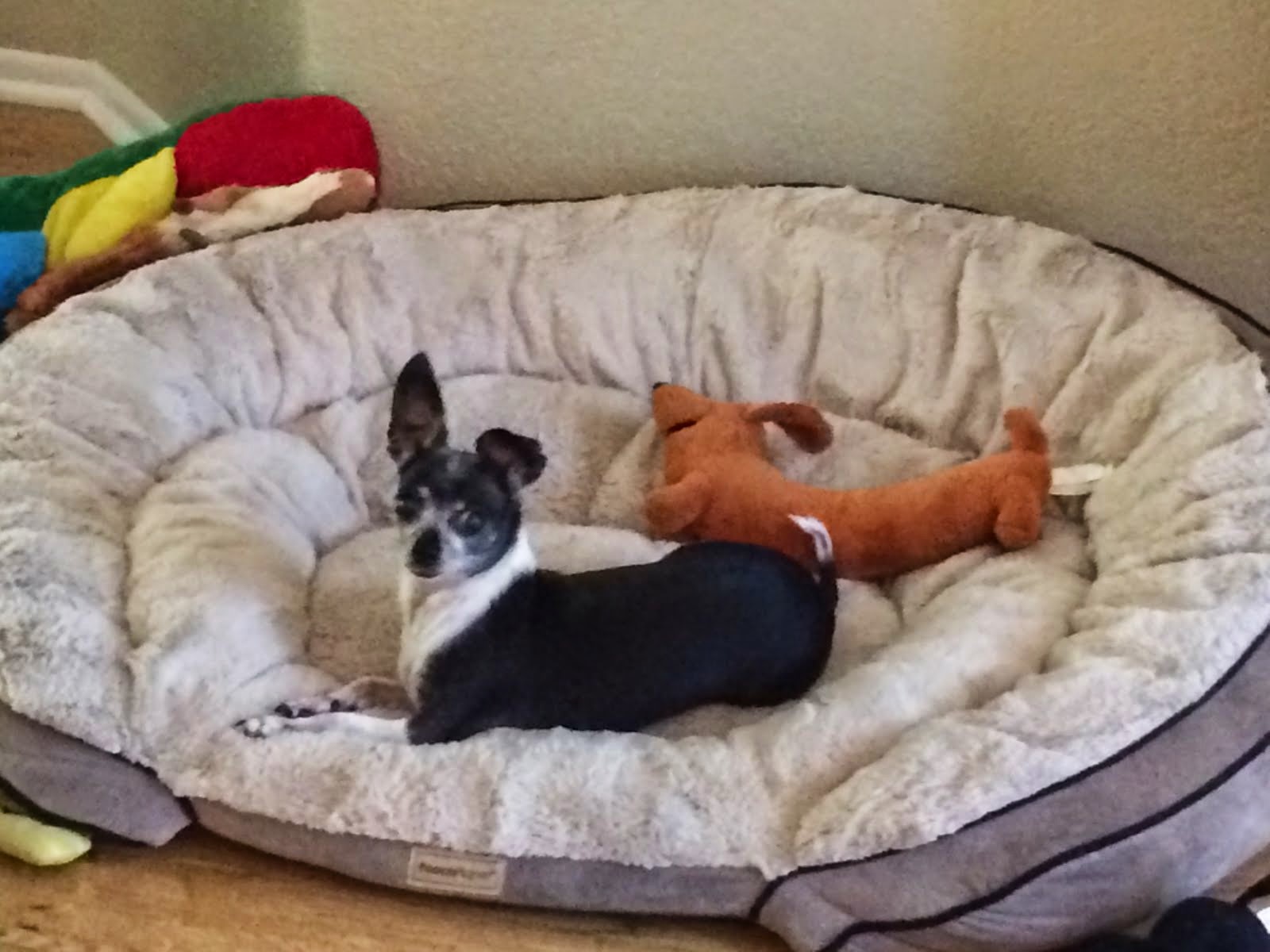 Elsie always steals the big dog bed Perfectly Amusing