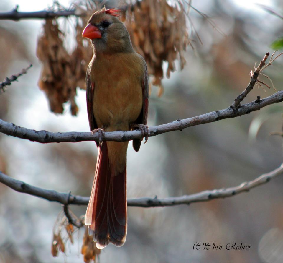 Las Aventuras Whispering To Birds