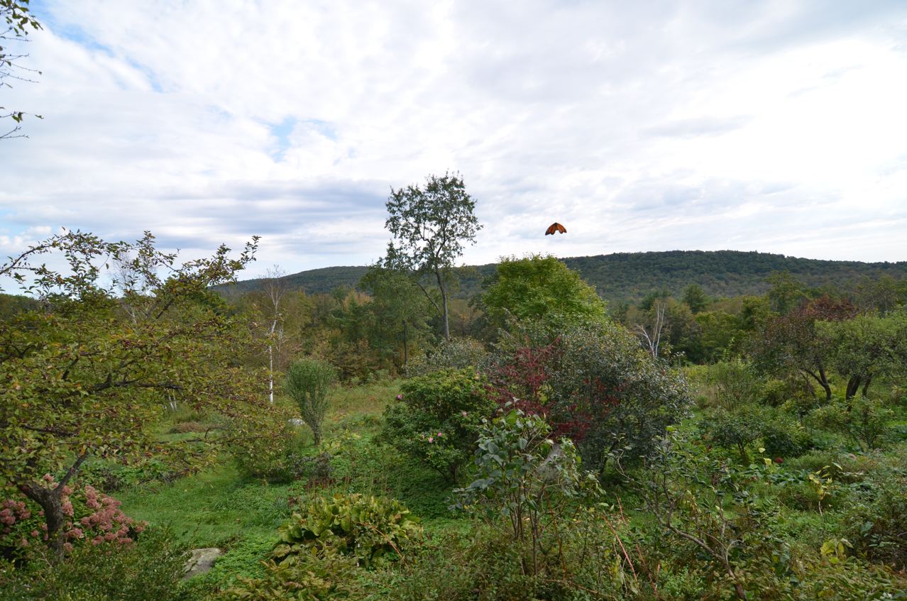 Flower Hill Farm BUTTERFLIES Of 2011 Favorite Monarchs Flower Hill