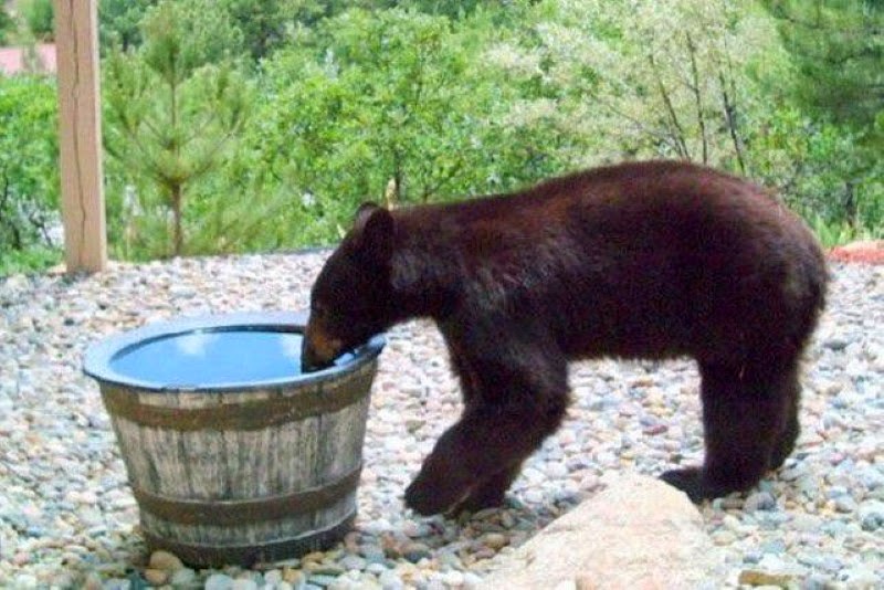 This Family’s Water Kept Going Missing…So They Set Up A Camera. You Gotta See What It Caught! This Family’s Water Kept Going Missing…So They Set Up A Camera. You Gotta See What It Caught!