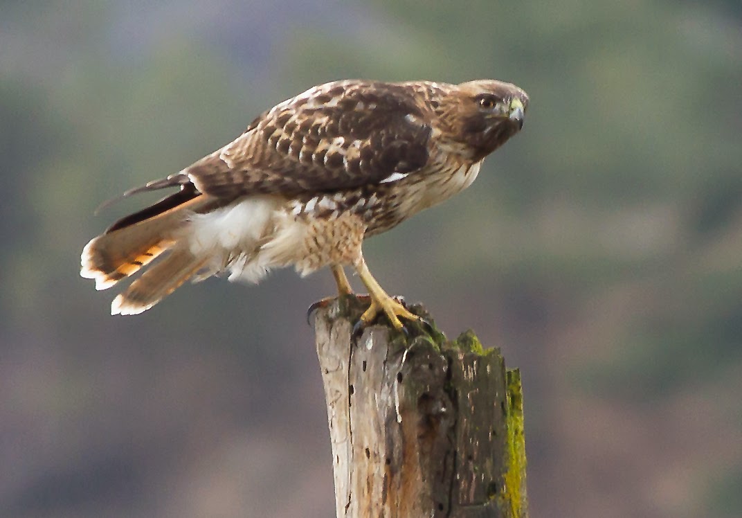 chris siddle okanagan birder red tailed hawks in b c s chris siddle okanagan birder red tailed hawks in b c s