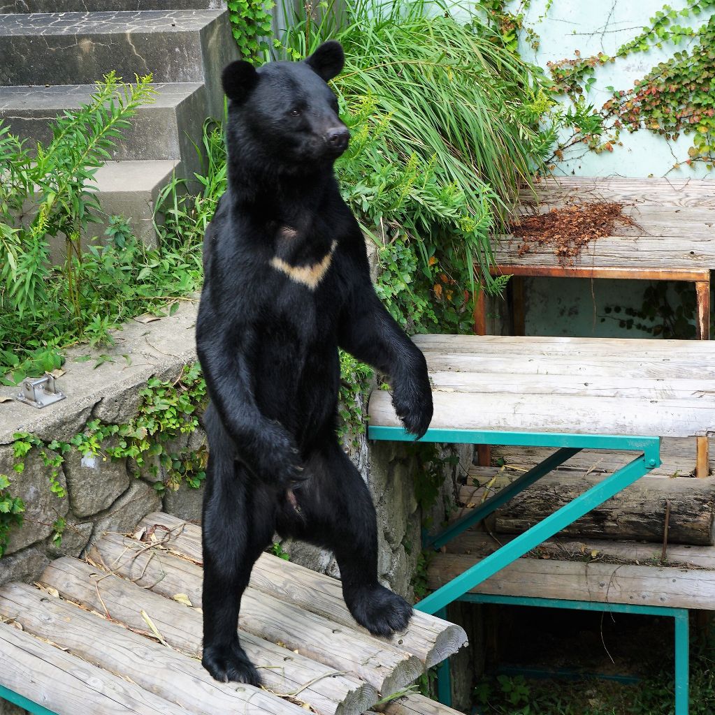 福岡市動物園ブログ 秋の味覚 ツキノワグマのスポットガイド