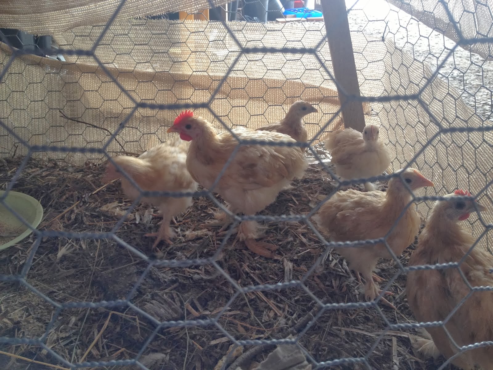 10 week old pekin buff bantams