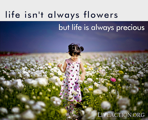 Finding Happiness One Quote at a Time: Life is Precious