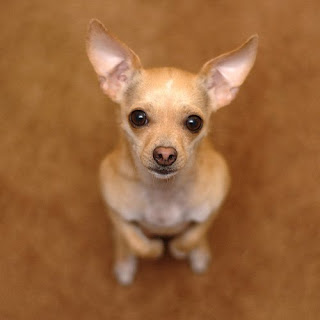 cute Chihuahua dog standing and seeing towards the photographer image
