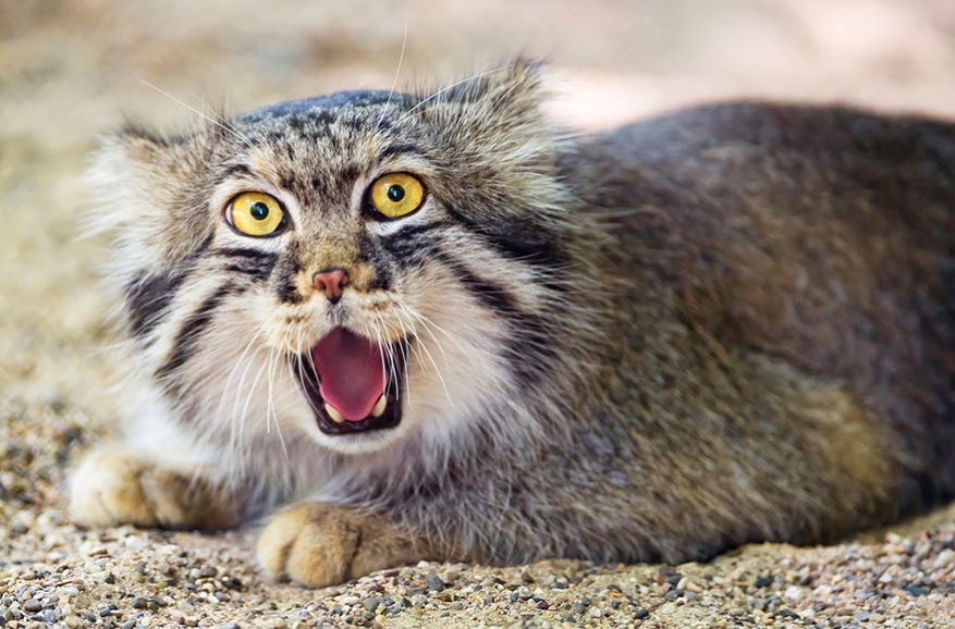 White Wolf This Mongolian Cat Is The Most Expressive Cat In The World