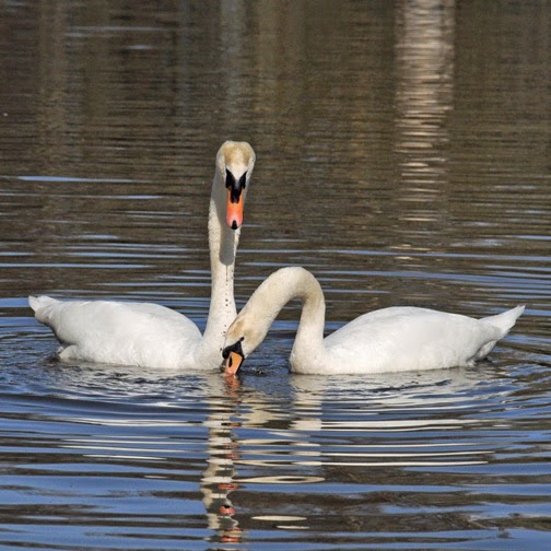 British Birds Mute Swans Mating Ritual