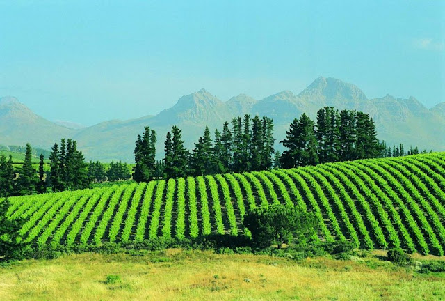 The+world%27s+top+10+wine+destinations+(3).jpg