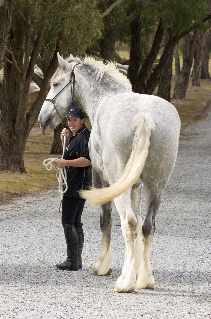 Amazing World Noddy The Tallest Horse in The World