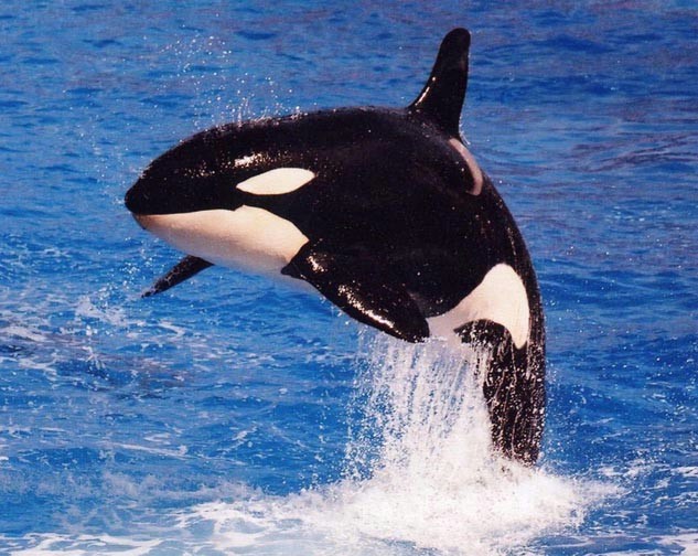 DELFIN BALLENA delfin ballena: