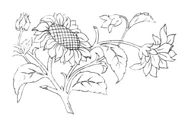 simple flower drawings clip art