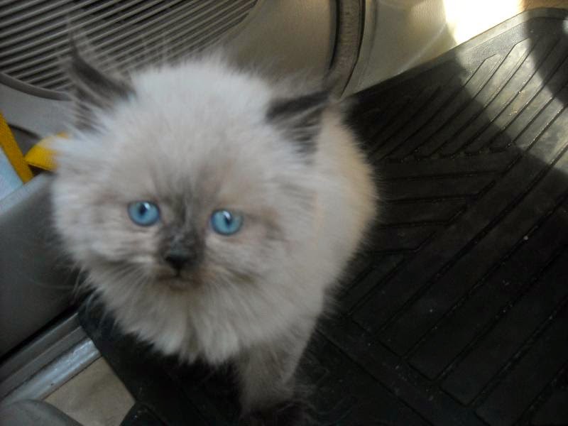 Jenis Kucing Paling Populer Di Indonesia jenis kucing