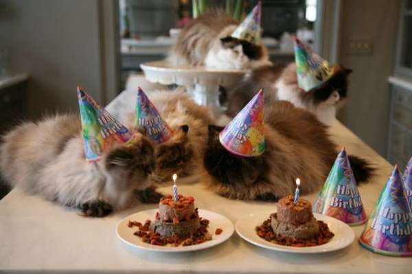 ஹெப்பி பேத்டே பூனை Cat_birthday_parties_01