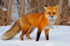 North American Red Fox Animals | Interesting Facts & Latest Pictures