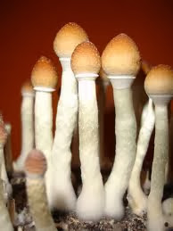 substâncias naturalmente alucinógenas estudos sobre drogas