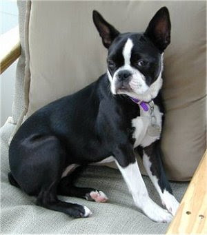 Boston Terrier Puppies on Boston Terrier Puppies Pictures   Puppies Dog Breed Information Image