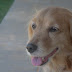 Um dia Com billy Patrocinado por: @titiu_patinhas