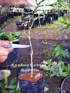 Ayo berkebun: GRAFTING LENGKENG
