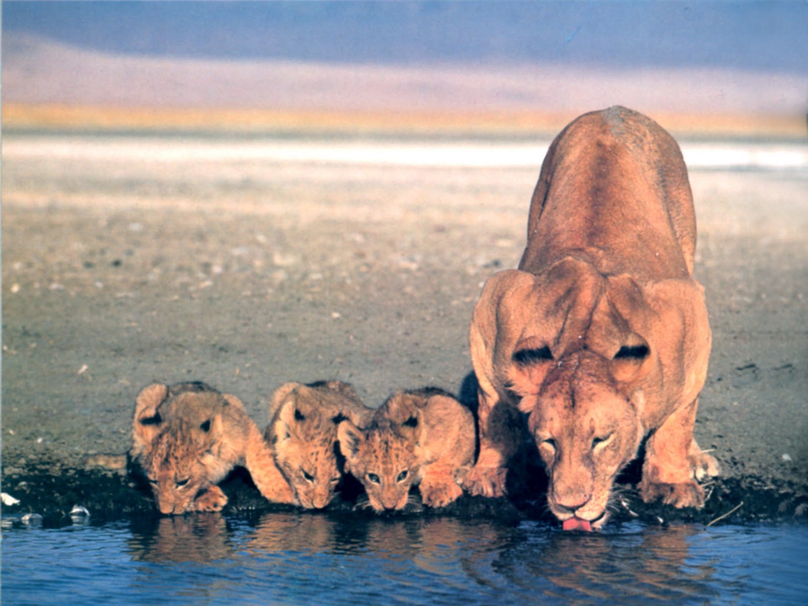 high definition new wallpapers lion wallpaper