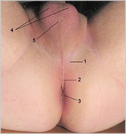 1 - períneo; 2 - rafe (costura); 3 - ânus; 4 - testículos e 5 - rafe dos testículos. 