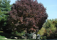 Autumn Purple Ash Tree