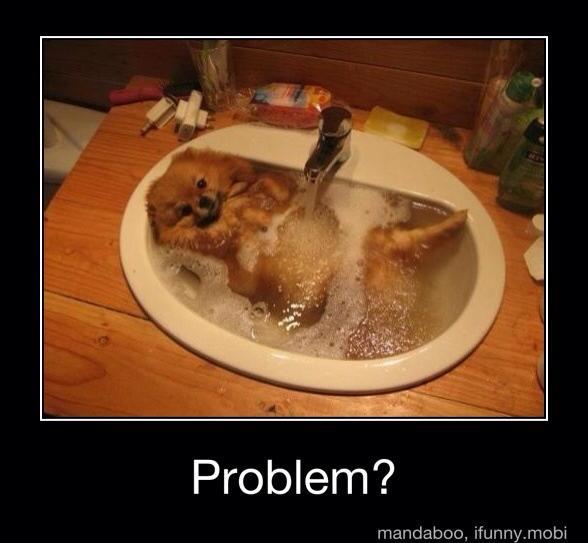 Cute and Funny Pictures and more Diva Dog taking a Bath in the Sink