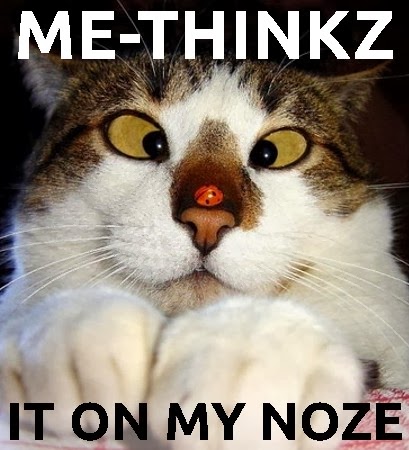 cat with lady bug on nose cat meme of lady bug on nose